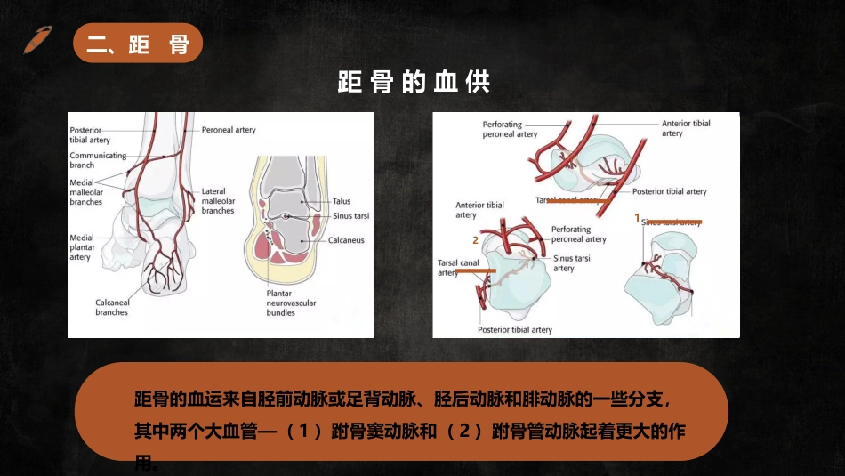 足踝解剖二_第10页