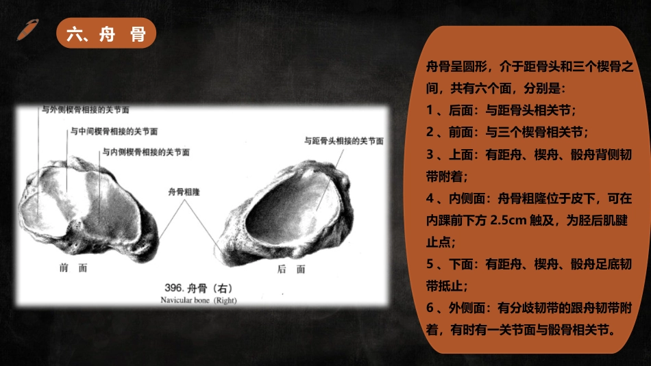 足踝解剖二_第15页
