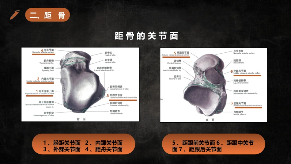 足踝解剖二_第9页