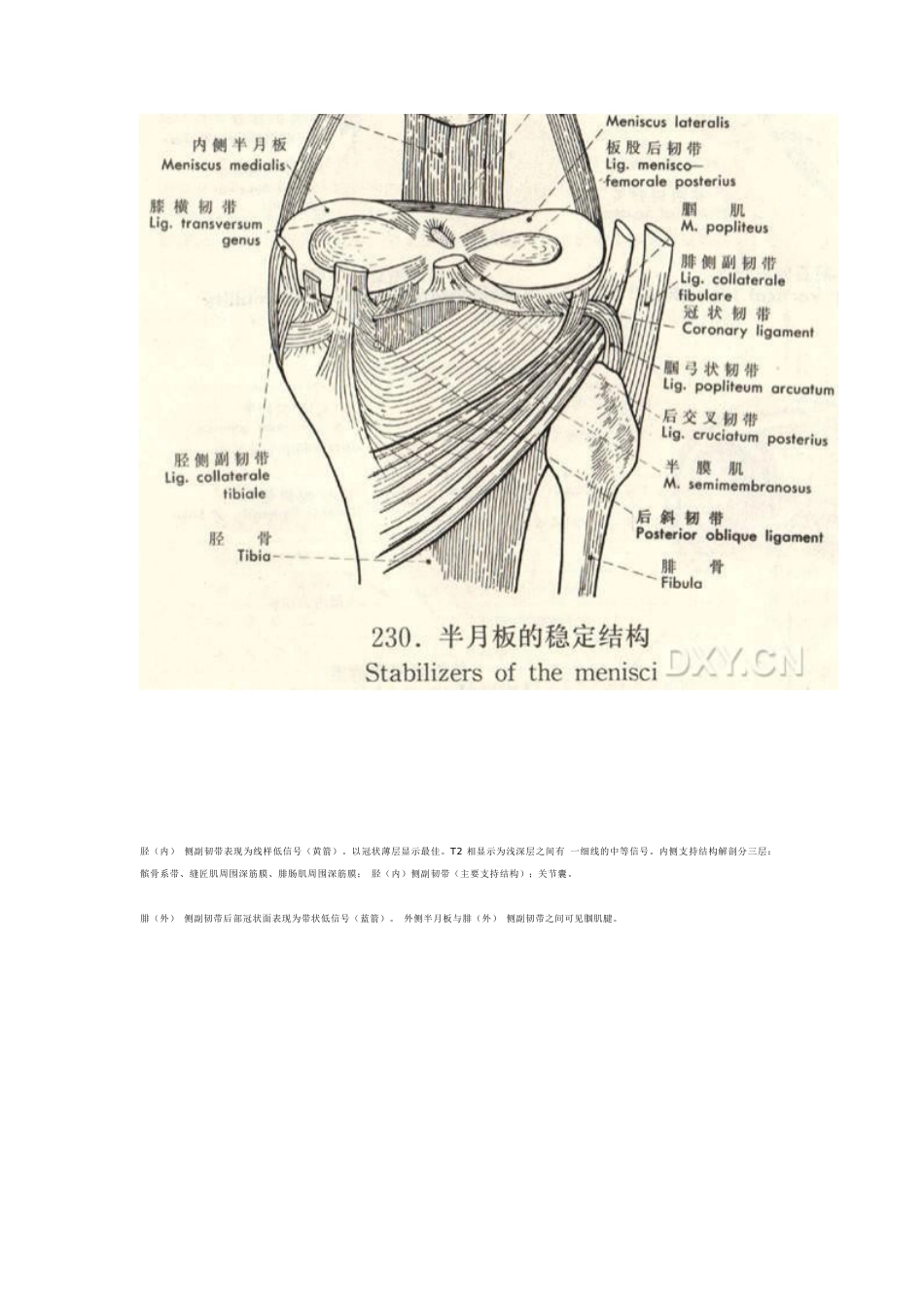 膝关节MRI诊断之正常解剖_第12页