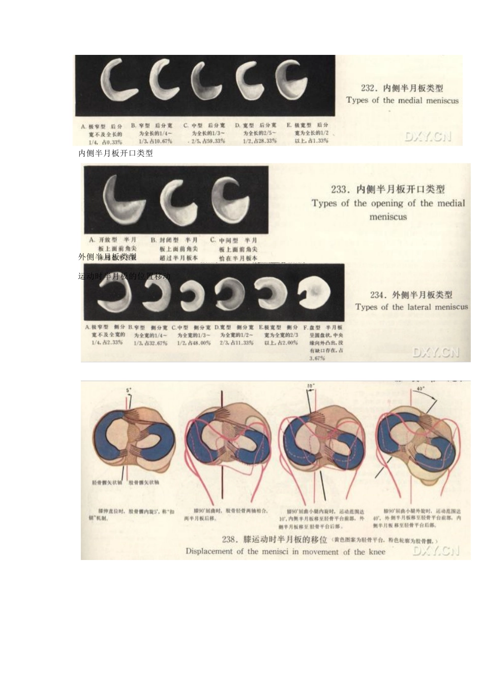 膝关节MRI诊断之正常解剖_第2页