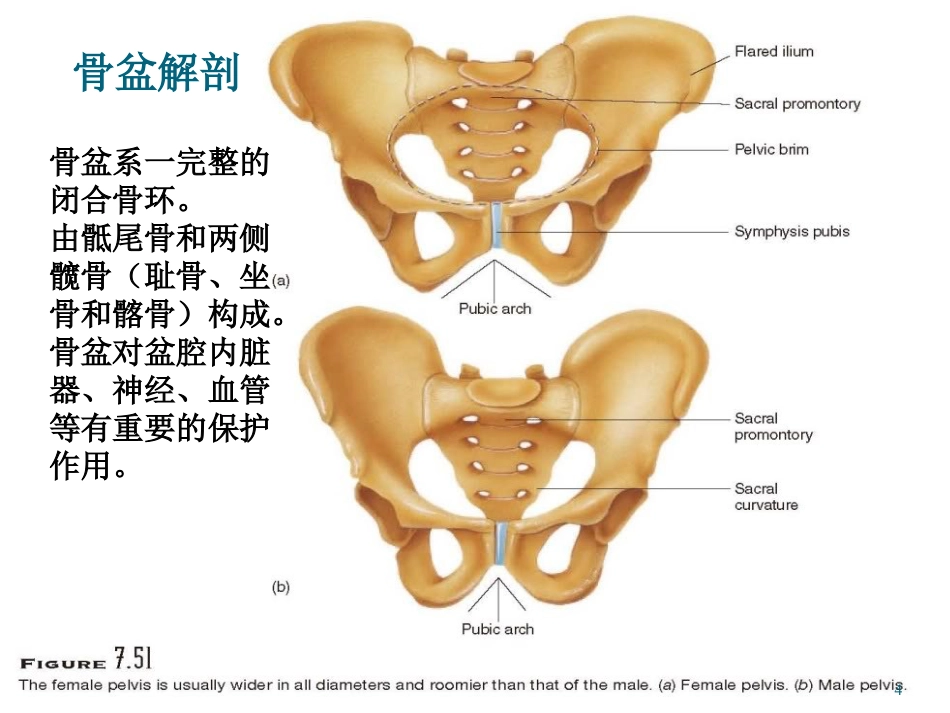 骨盆骨折护理PPT幻灯片_第4页