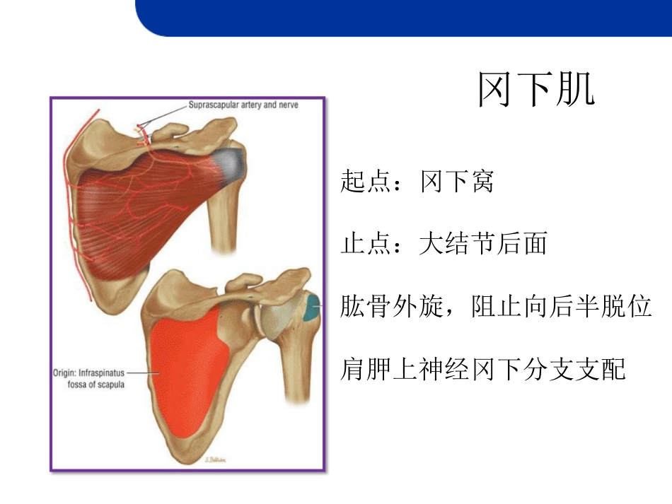 肩关节损伤MRI_第12页