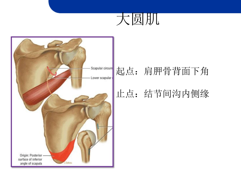肩关节损伤MRI_第15页