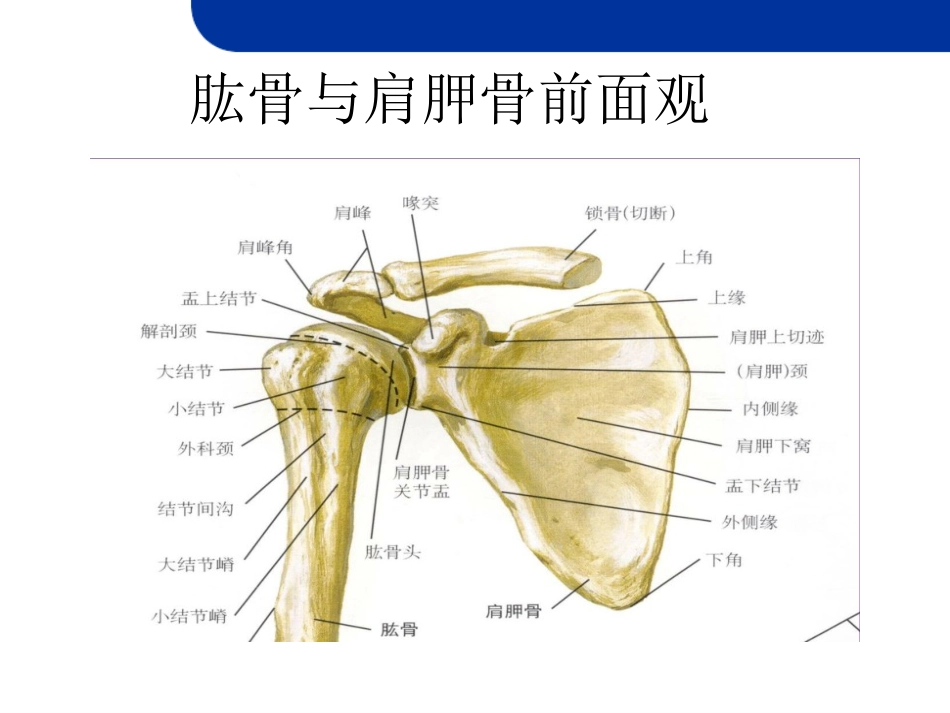 肩关节损伤MRI_第5页