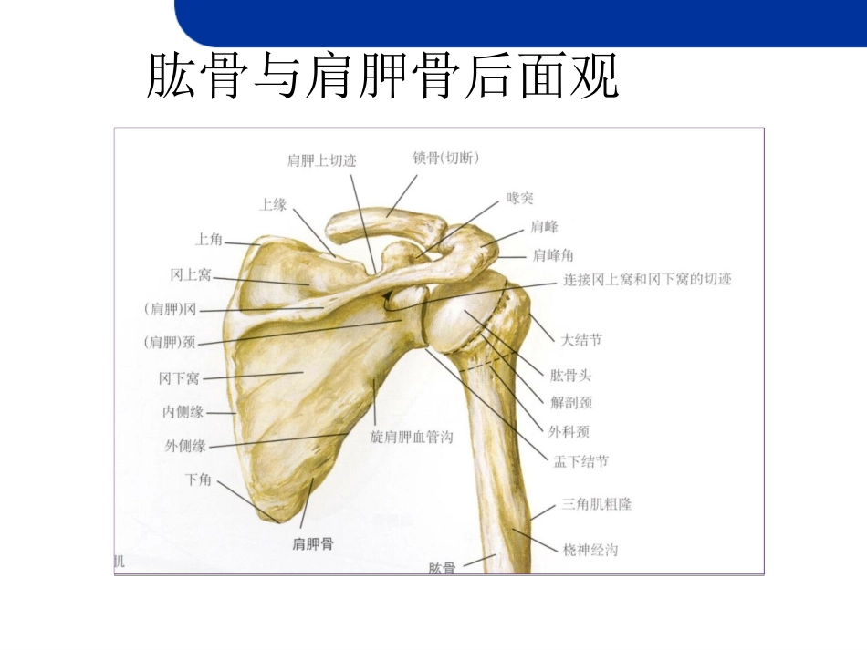 肩关节损伤MRI_第6页