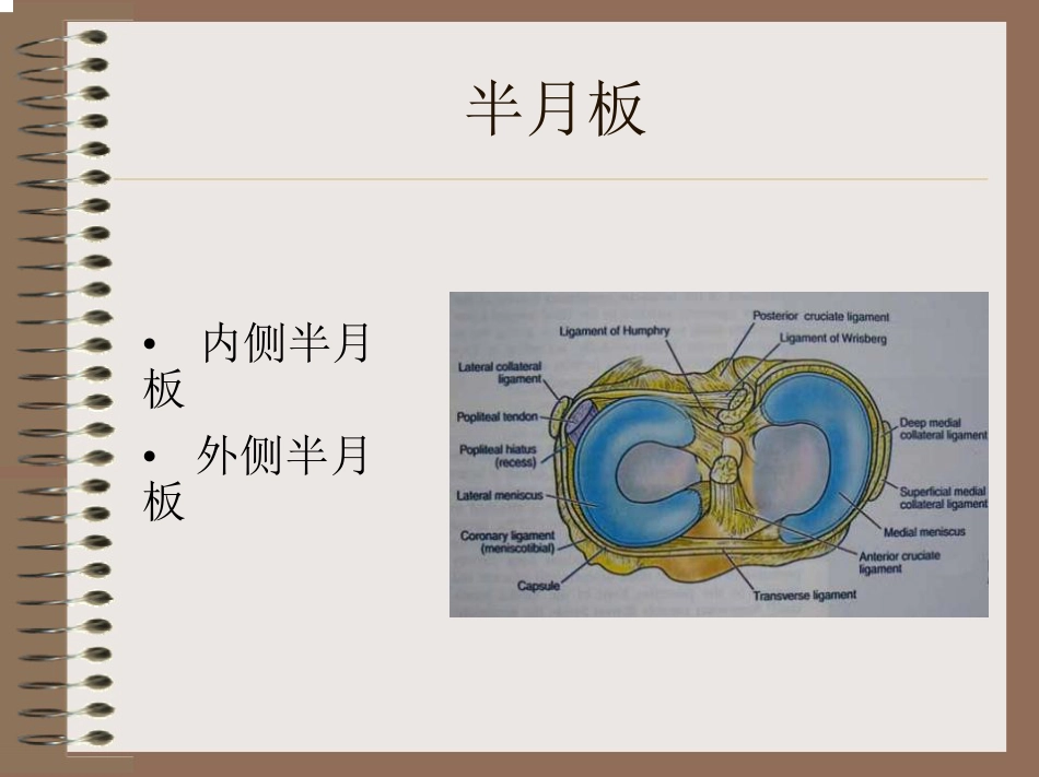 膝关节的解剖与手术入路_第15页