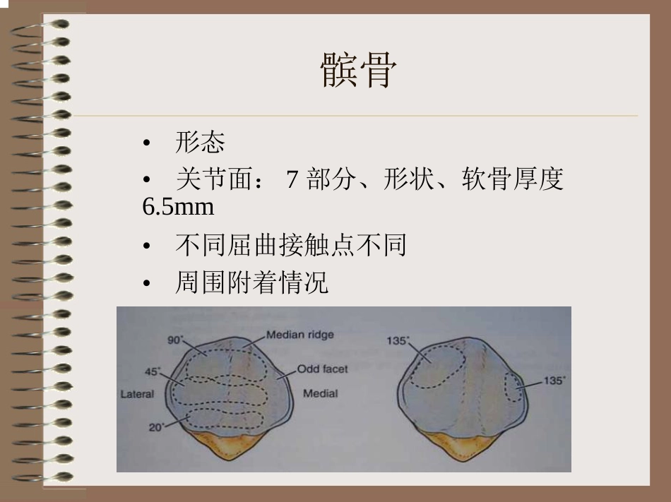 膝关节的解剖与手术入路_第5页