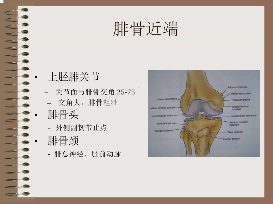 膝关节的解剖与手术入路_第7页
