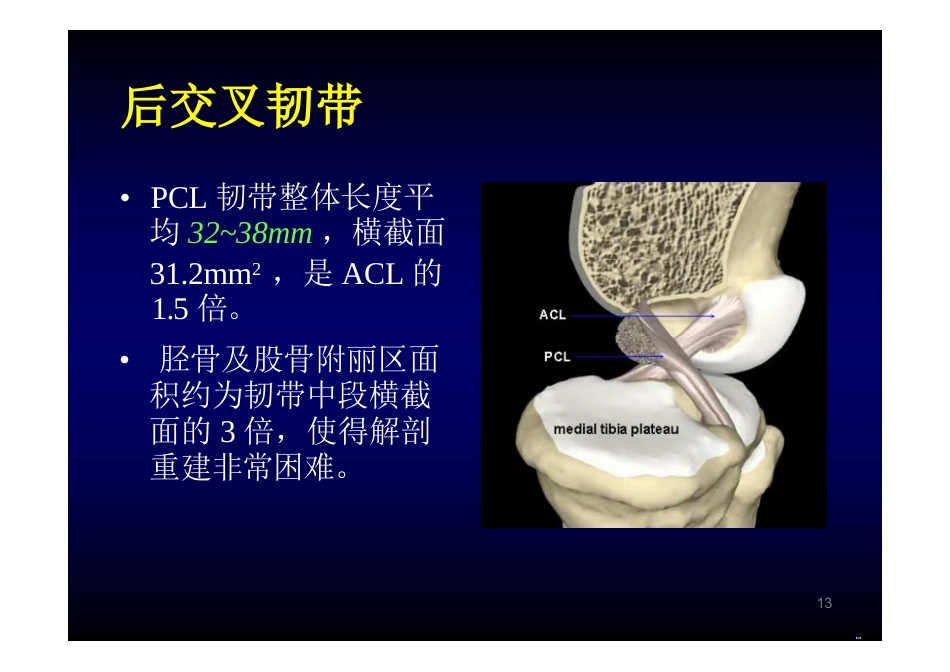 膝关节解剖_第13页