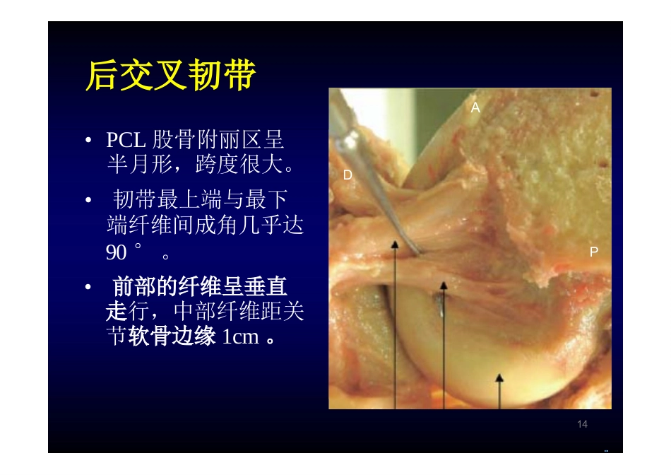 膝关节解剖_第14页