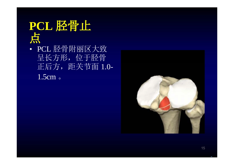 膝关节解剖_第15页