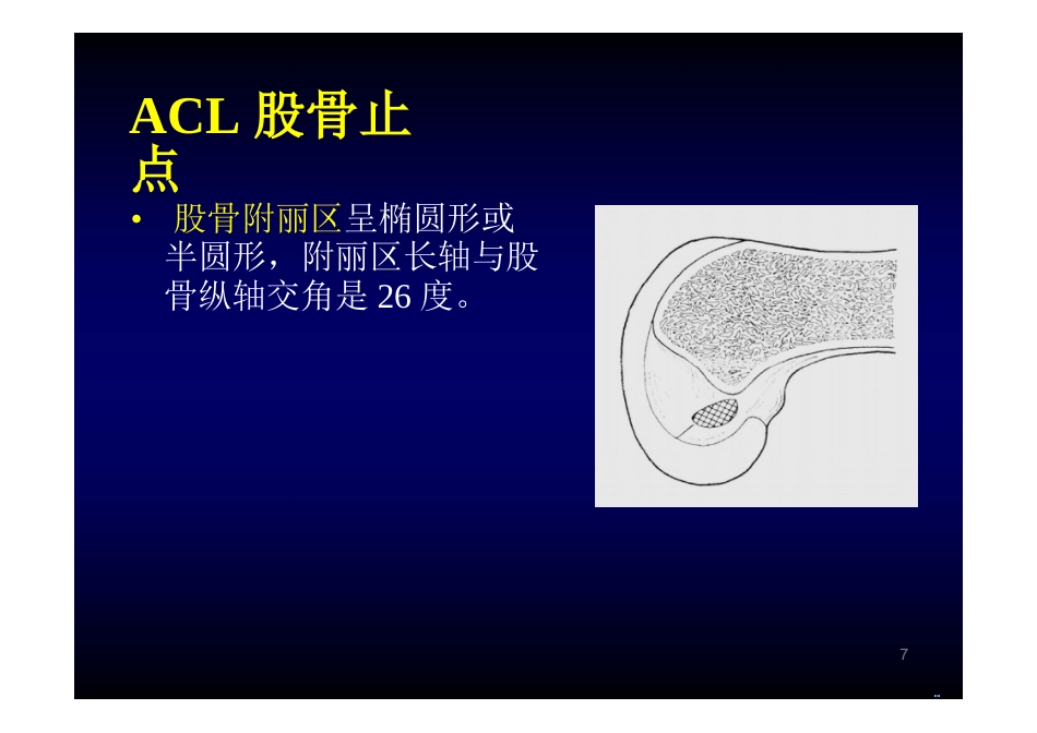 膝关节解剖_第7页