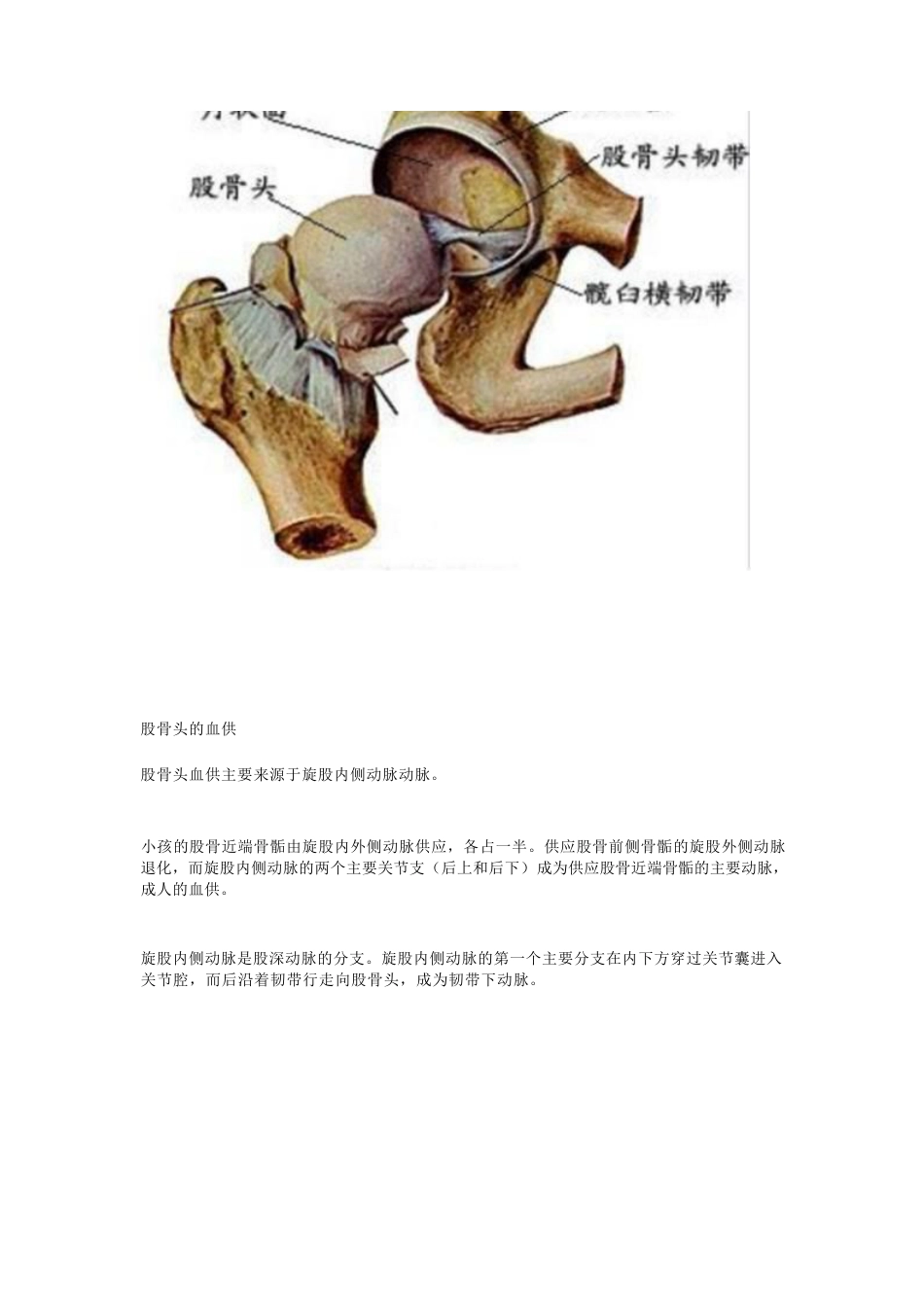 股骨头坏死的诊断与治疗策略_第2页