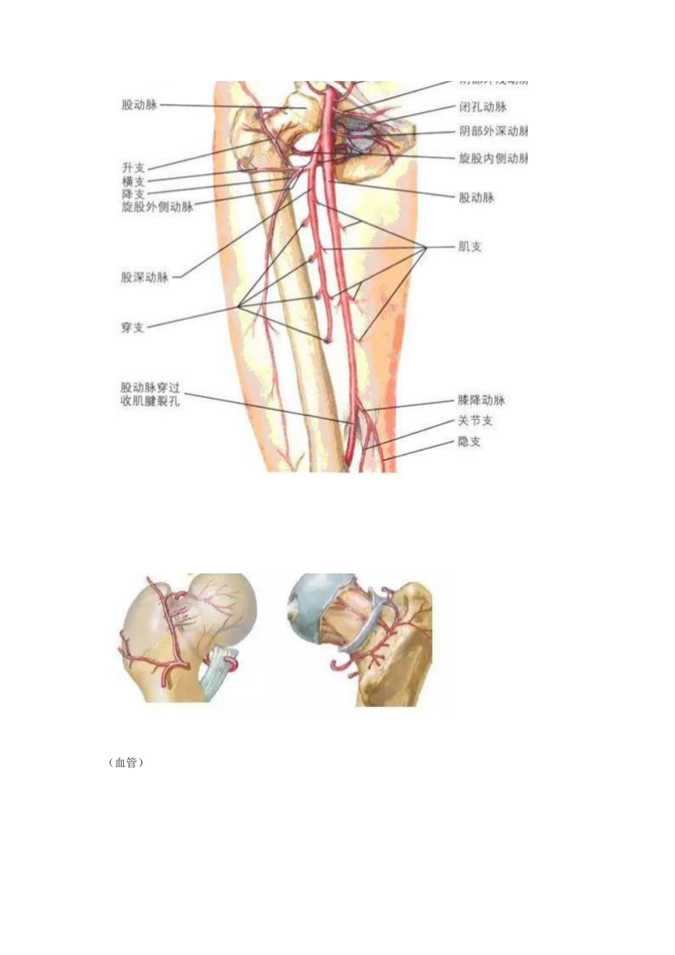 股骨头坏死的诊断与治疗策略_第3页