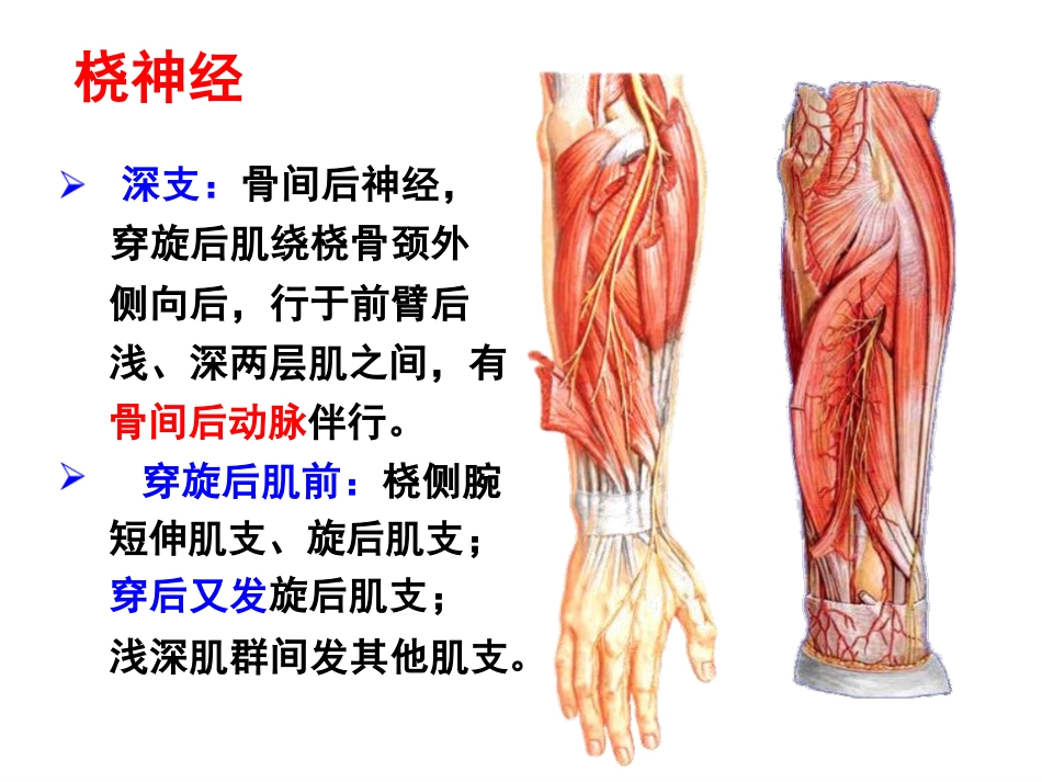 上肢主要血管神经_第10页