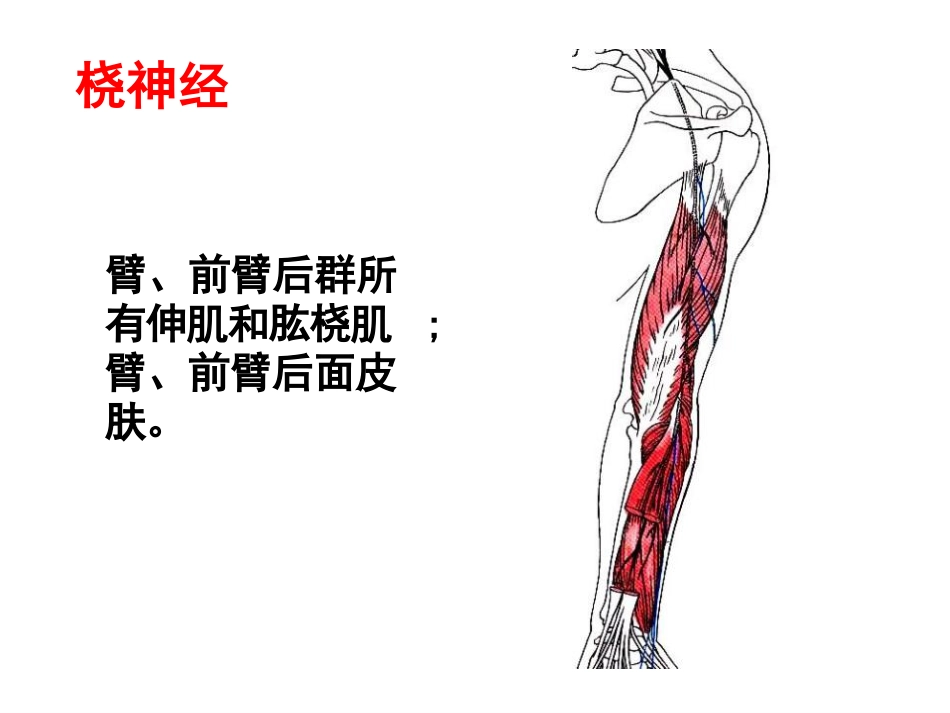 上肢主要血管神经_第11页