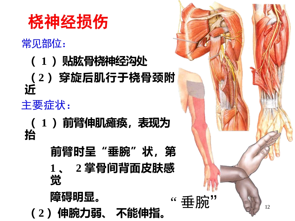 上肢主要血管神经_第12页