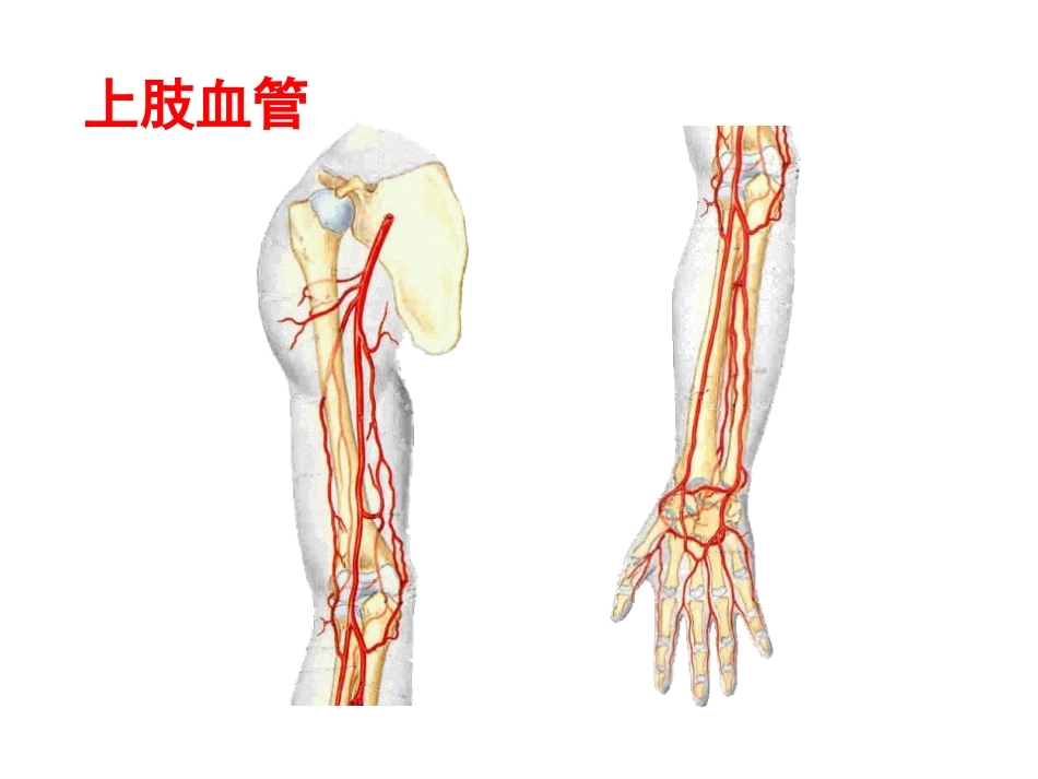 上肢主要血管神经_第14页