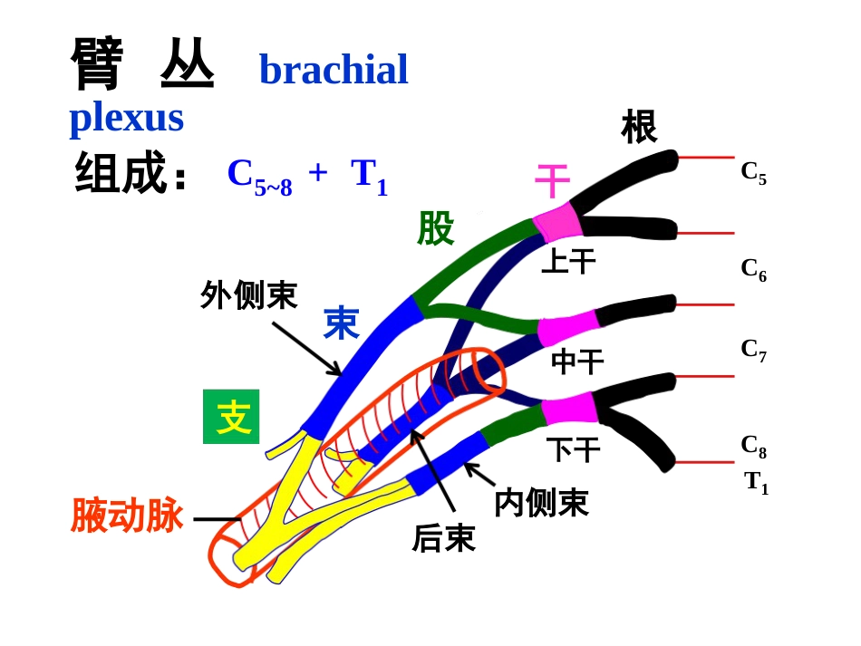 上肢主要血管神经_第3页