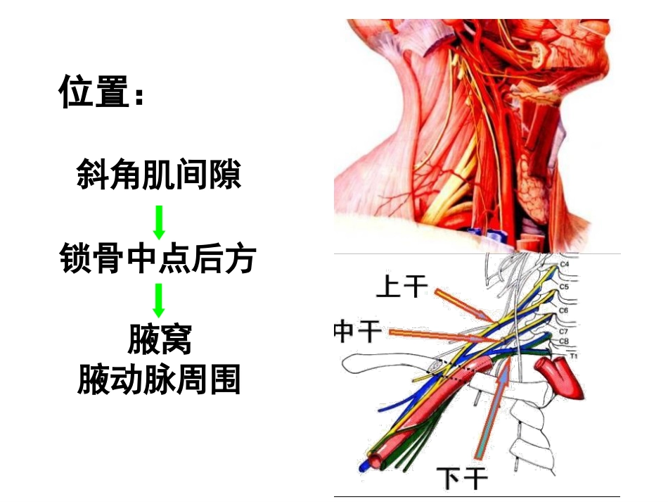 上肢主要血管神经_第4页