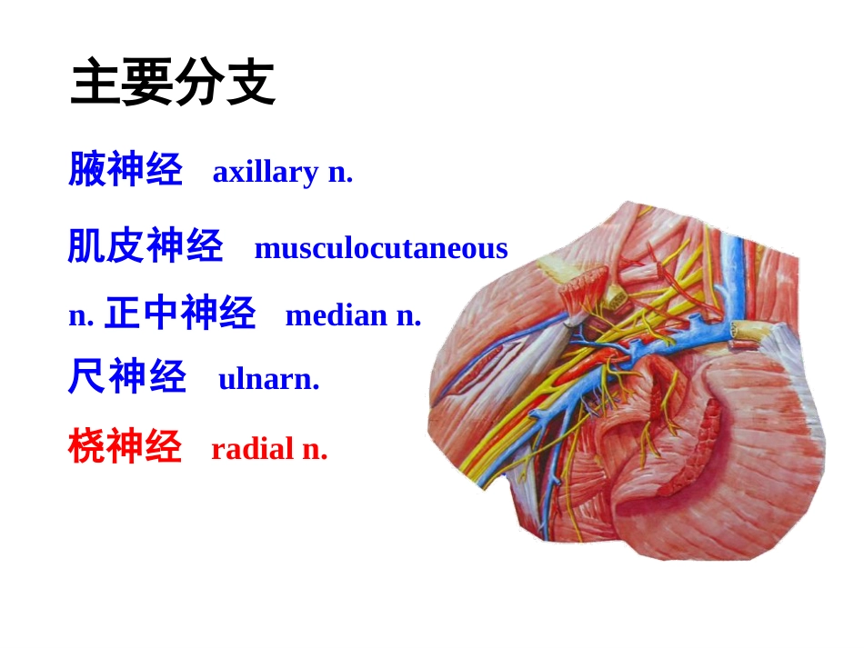 上肢主要血管神经_第5页