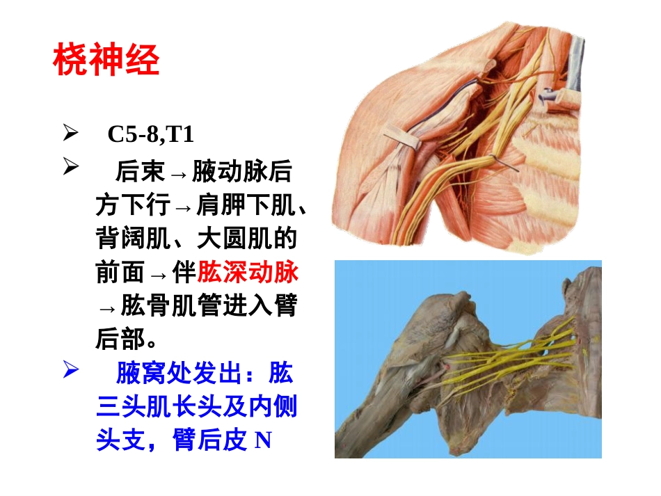 上肢主要血管神经_第6页
