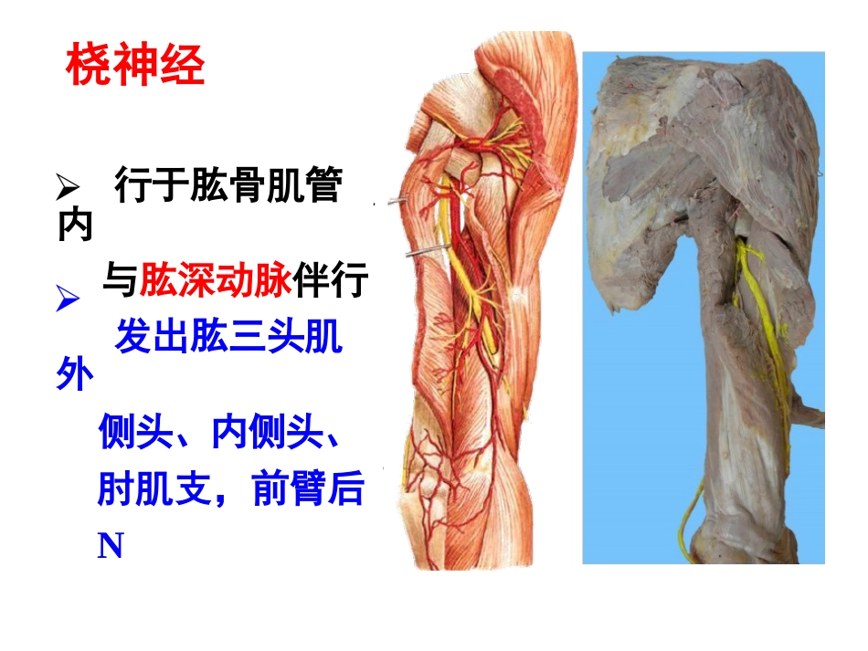 上肢主要血管神经_第7页