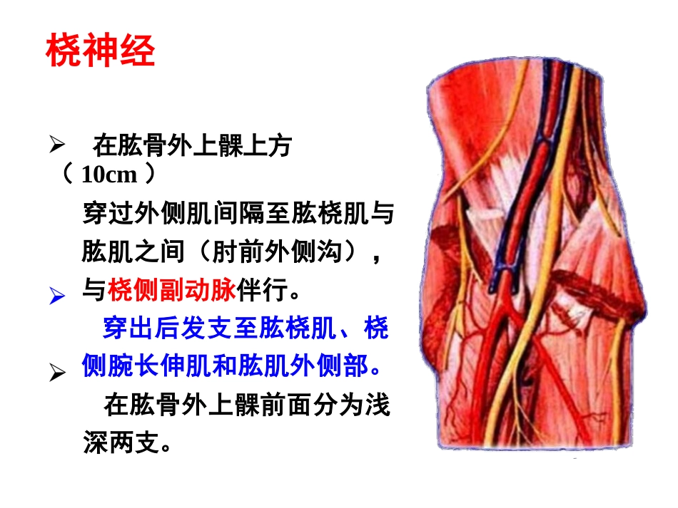 上肢主要血管神经_第8页