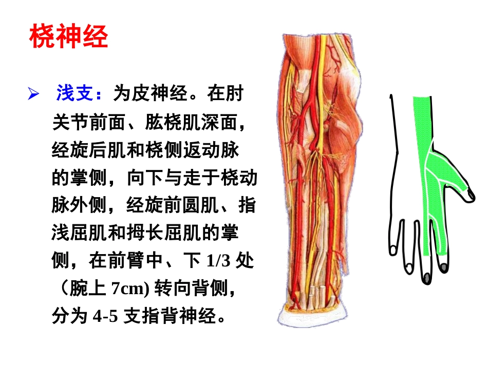 上肢主要血管神经_第9页