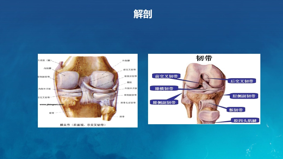 膝关节炎护理查房_第7页