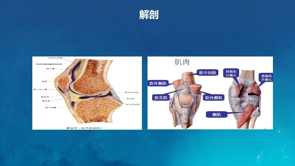 膝关节炎护理查房_第8页