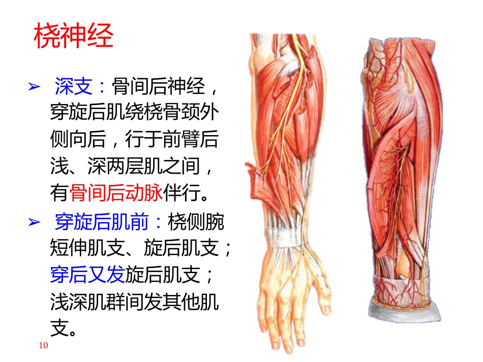 上肢主要 血管神经_第10页