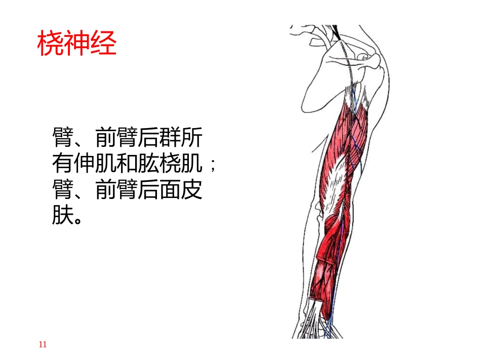 上肢主要 血管神经_第11页