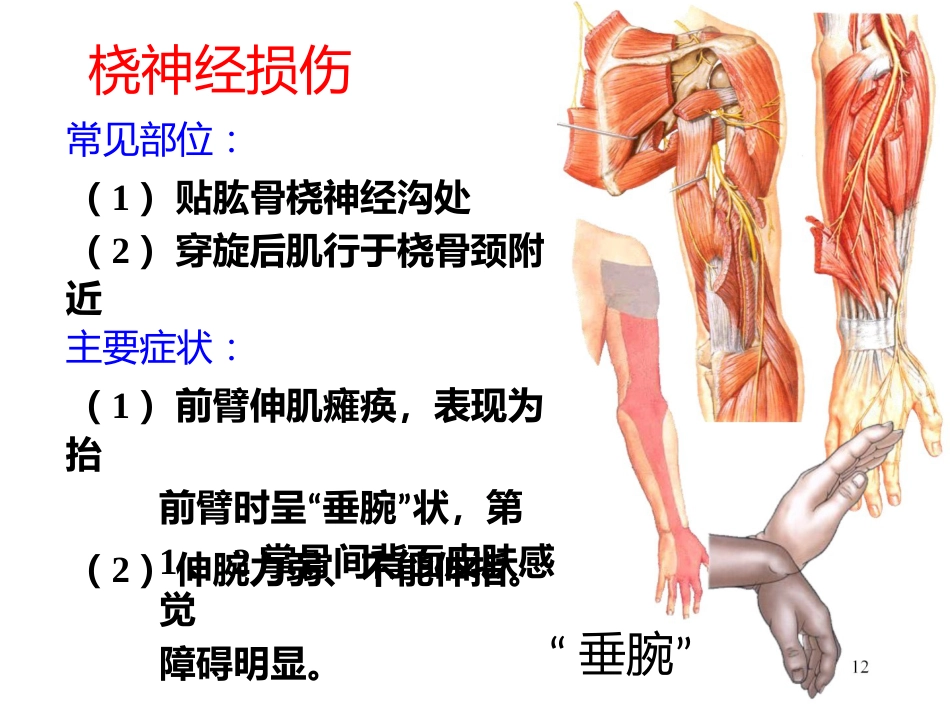上肢主要 血管神经_第12页