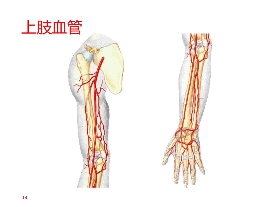 上肢主要 血管神经_第14页