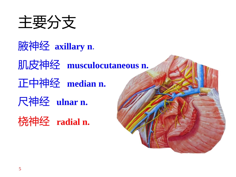 上肢主要 血管神经_第5页
