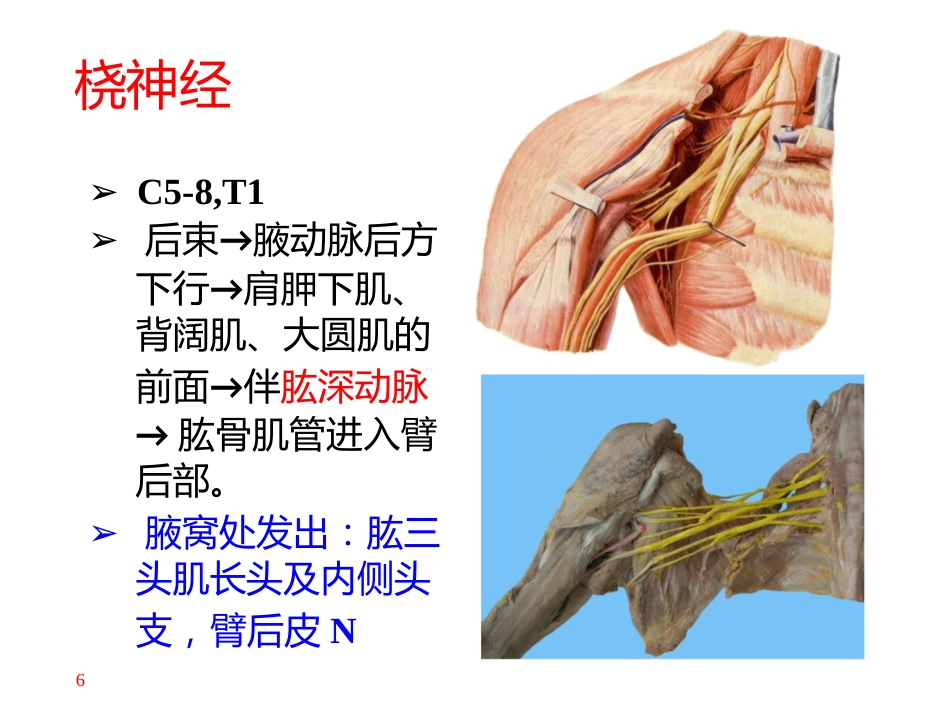 上肢主要 血管神经_第6页