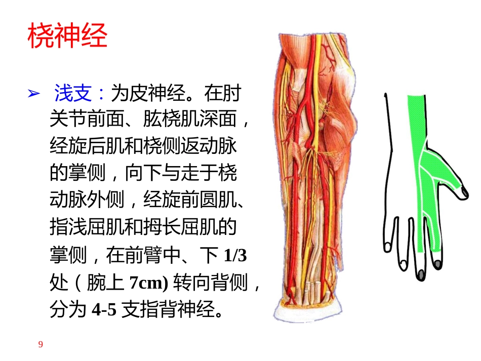 上肢主要 血管神经_第9页