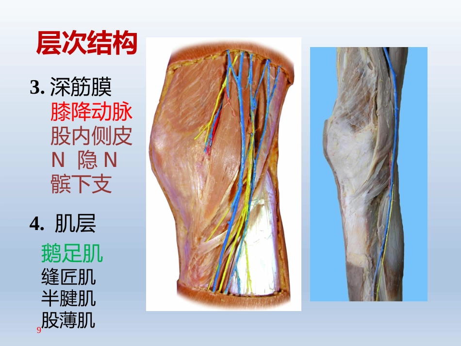 长海膝关节周围解剖_第9页