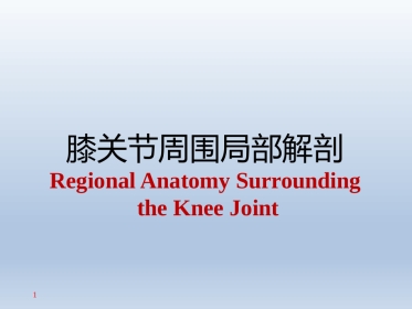 长海膝关节周围解剖