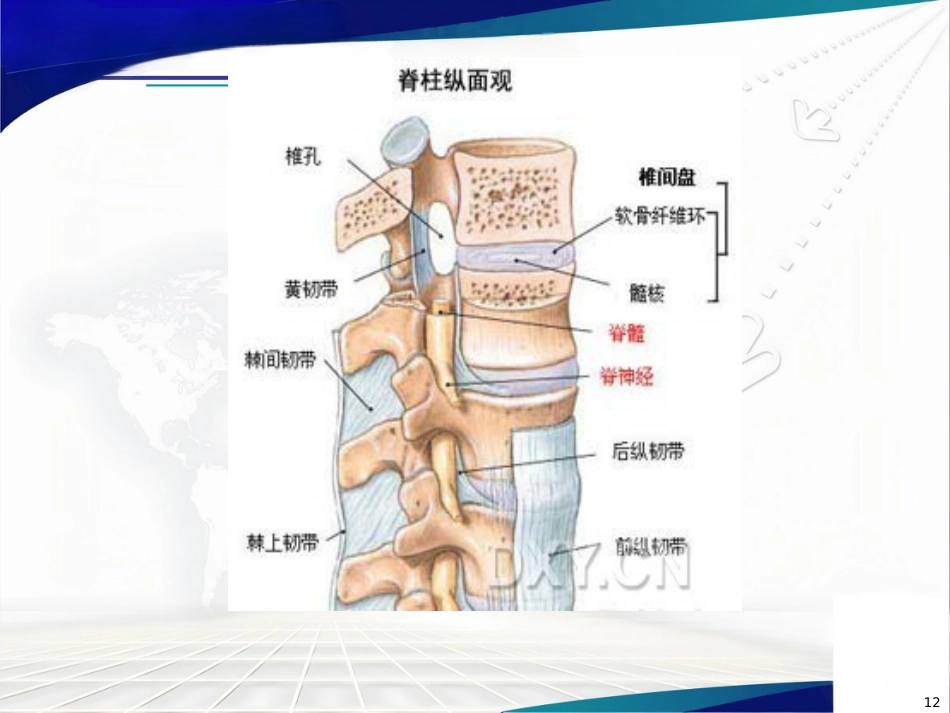 腰椎间盘突出症诊治PPT课件_第12页