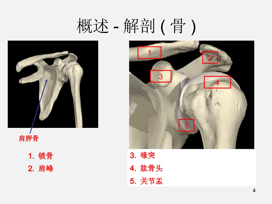肩袖损伤诊断与治疗_第4页