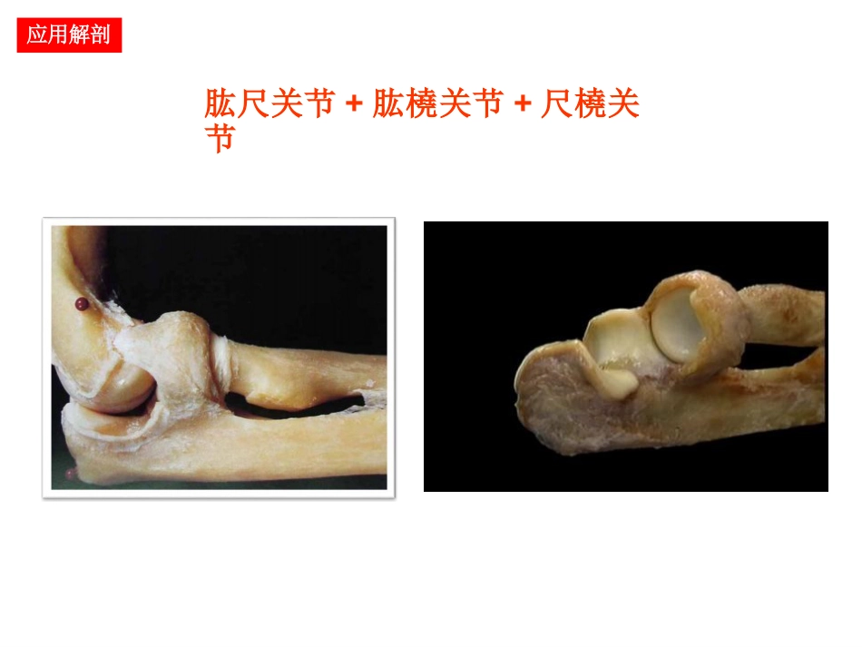 肘关节手术入路_第2页