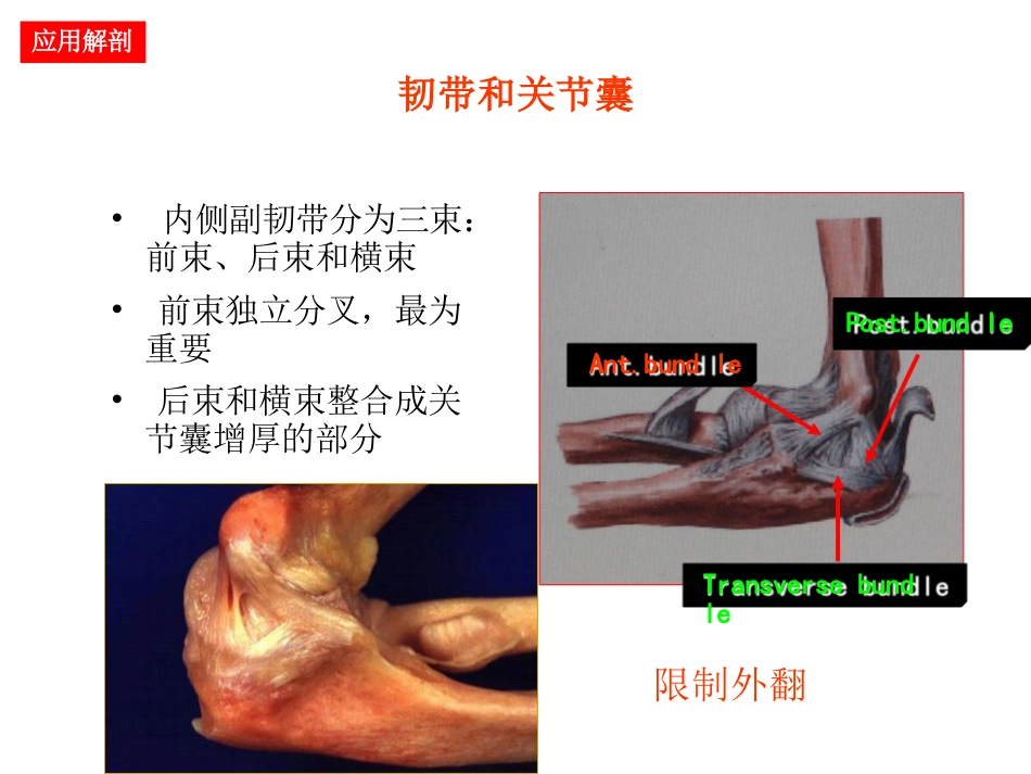 肘关节手术入路_第3页