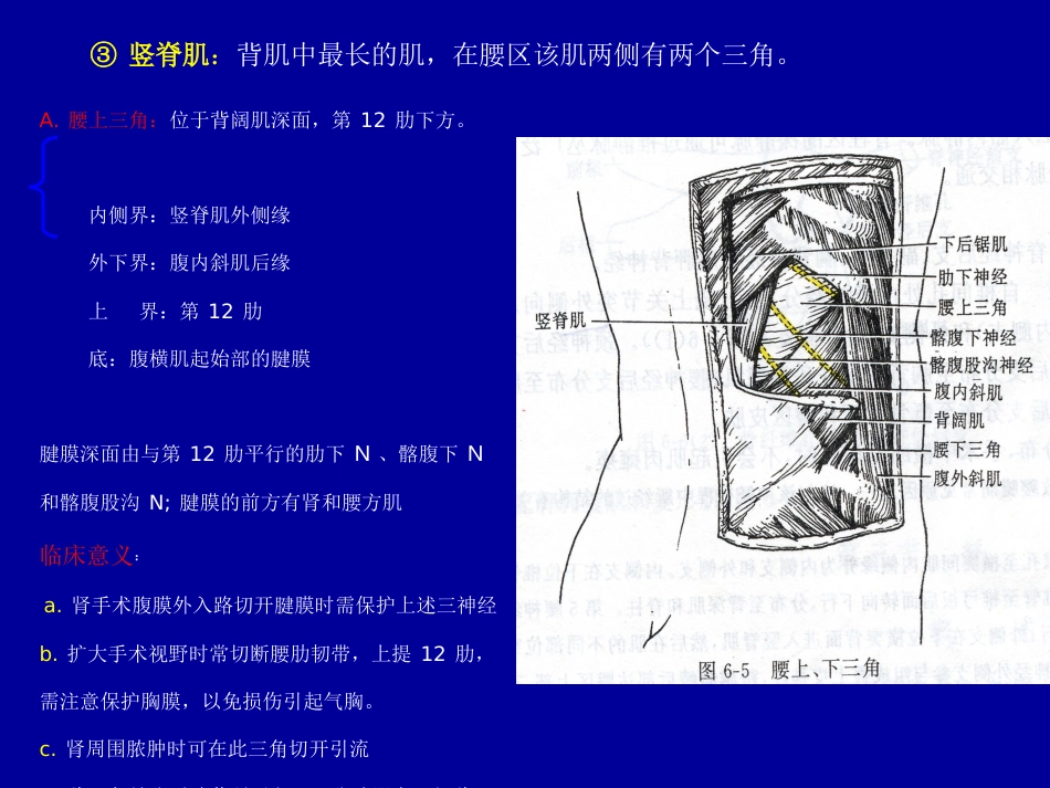 脊柱局部解剖_第10页