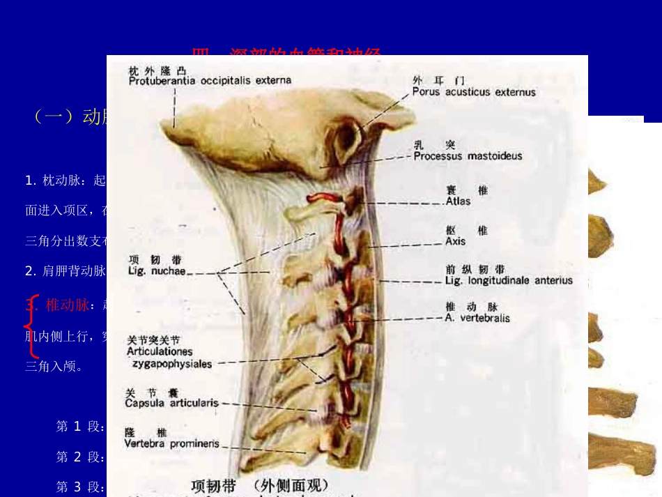 脊柱局部解剖_第11页