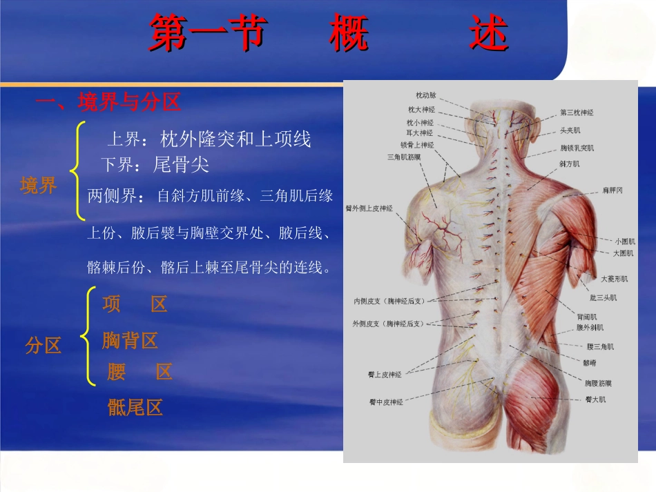 脊柱局部解剖_第3页