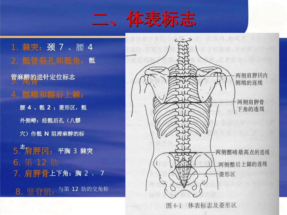 脊柱局部解剖_第4页