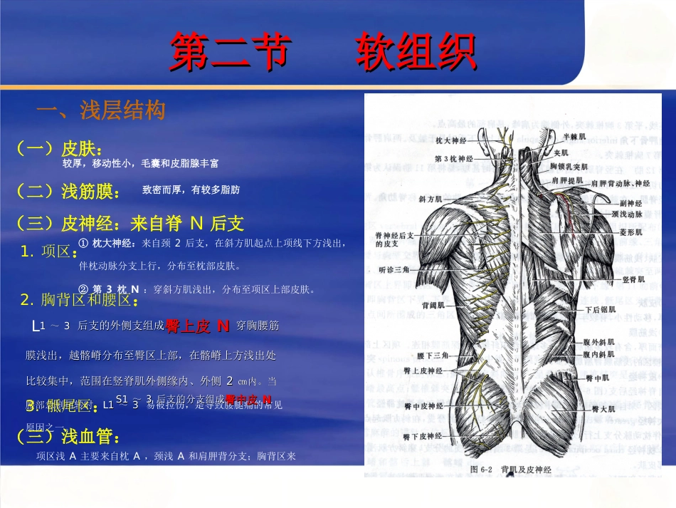 脊柱局部解剖_第5页